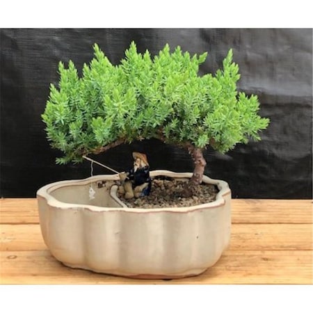 Paisaje Juniper Procumbens Nana Tree Land & Water Pot with Scalloped Edges PA2807784